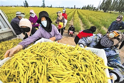     村民們?cè)诜N植基地采摘黃花菜。
