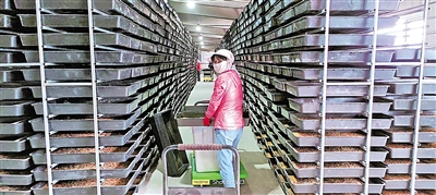     脫貧群眾在黨建共同體基地黃粉蟲養(yǎng)殖車間務工。
