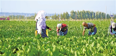     原州區(qū)冷涼蔬菜基地是農民增收的希望田野。