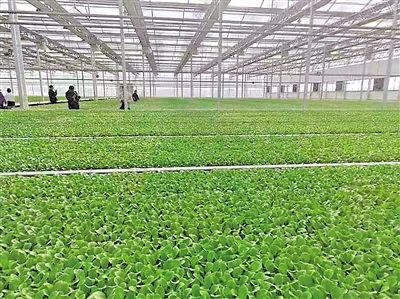     現(xiàn)代化育苗中心是原州區(qū)冷涼蔬菜好品質的基礎。