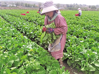     萬(wàn)崖村露地蔬菜標(biāo)準(zhǔn)化種植基地，村民采摘菜心。