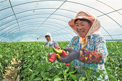     通過土地流轉(zhuǎn)、入園務(wù)工、蔬菜種植帶動農(nóng)民增收。