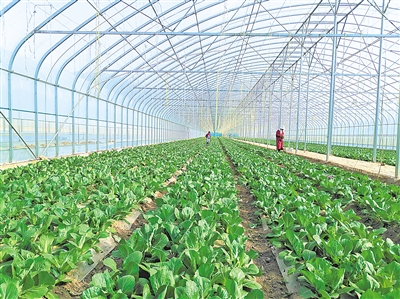     蔬菜綠色標(biāo)準(zhǔn)園輻射帶動蔬菜產(chǎn)量、品質(zhì)和品牌提升。