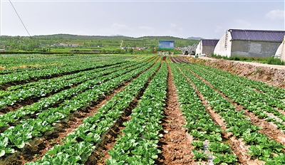 冷涼蔬菜標(biāo)準(zhǔn)化種植基地。