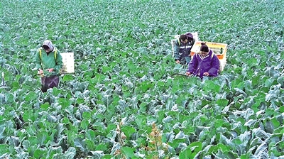     冷涼蔬菜成熟上市，村民忙著采摘收獲。