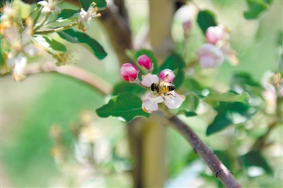<p>　　岸邊蘋果花爭相吐蕊，引來蜜蜂采蜜忙。</p>