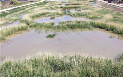 <p>　　←河道里水草豐茂，水質(zhì)清澈。</p>