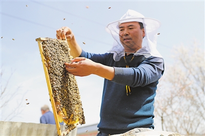 <p>　　固原市涇源縣養(yǎng)蜂專業(yè)戶冶連榮檢查蜂群的生長(zhǎng)情況。涇源縣把中蜂養(yǎng)殖作為精準(zhǔn)脫貧的主導(dǎo)產(chǎn)業(yè)來(lái)抓，通過(guò)“黨支部+合作社+養(yǎng)殖戶（貧困戶）”的發(fā)展模式，為1015戶建檔立卡戶打造“短期能增收、長(zhǎng)期能致富”的產(chǎn)業(yè)脫貧之路，確保如期完成預(yù)期脫貧任務(wù)。</p>