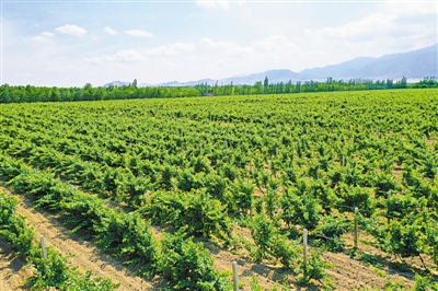 <p>　　全力打造葡萄酒產業(yè)國家現代農業(yè)產業(yè)園示范區(qū)。（本版圖片均由西夏區(qū)委宣傳部提供）</p>