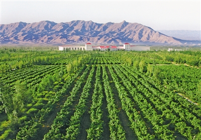<p>　　　　鴿子山萬(wàn)畝葡萄園。</p>