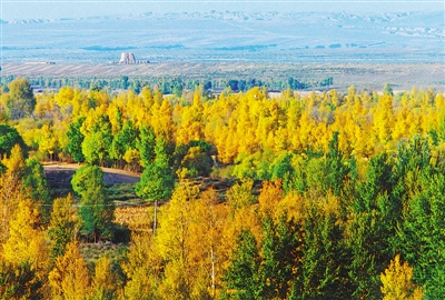 <p>　　哈巴湖小葉楊。</p>