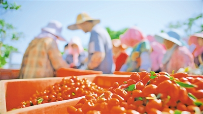<p>　　　　鮮果經(jīng)濟(jì)產(chǎn)業(yè)成為中寧枸杞新的增長(zhǎng)點(diǎn)。</p>
