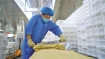 <p>　　寧夏興豆緣豆制品有限公司工人正在切割豆皮。</p>