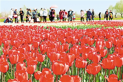     紅色——銀川花博園里盛開的郁金香紅似火焰。寧夏把良好生態(tài)環(huán)境作為最普惠的民生福祉，還百姓綠水青山，不斷滿足人民日益增長的優(yōu)美生態(tài)環(huán)境需要。                 本報(bào)記者 馬楠 攝