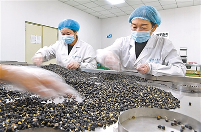 永寧縣閩寧鎮(zhèn)原隆村禾美電商扶貧車間，工作人員在分揀包裝黑枸杞。  
    本報記者 王曉龍 攝