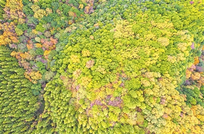 秋高氣爽，六盤山層林盡染。
